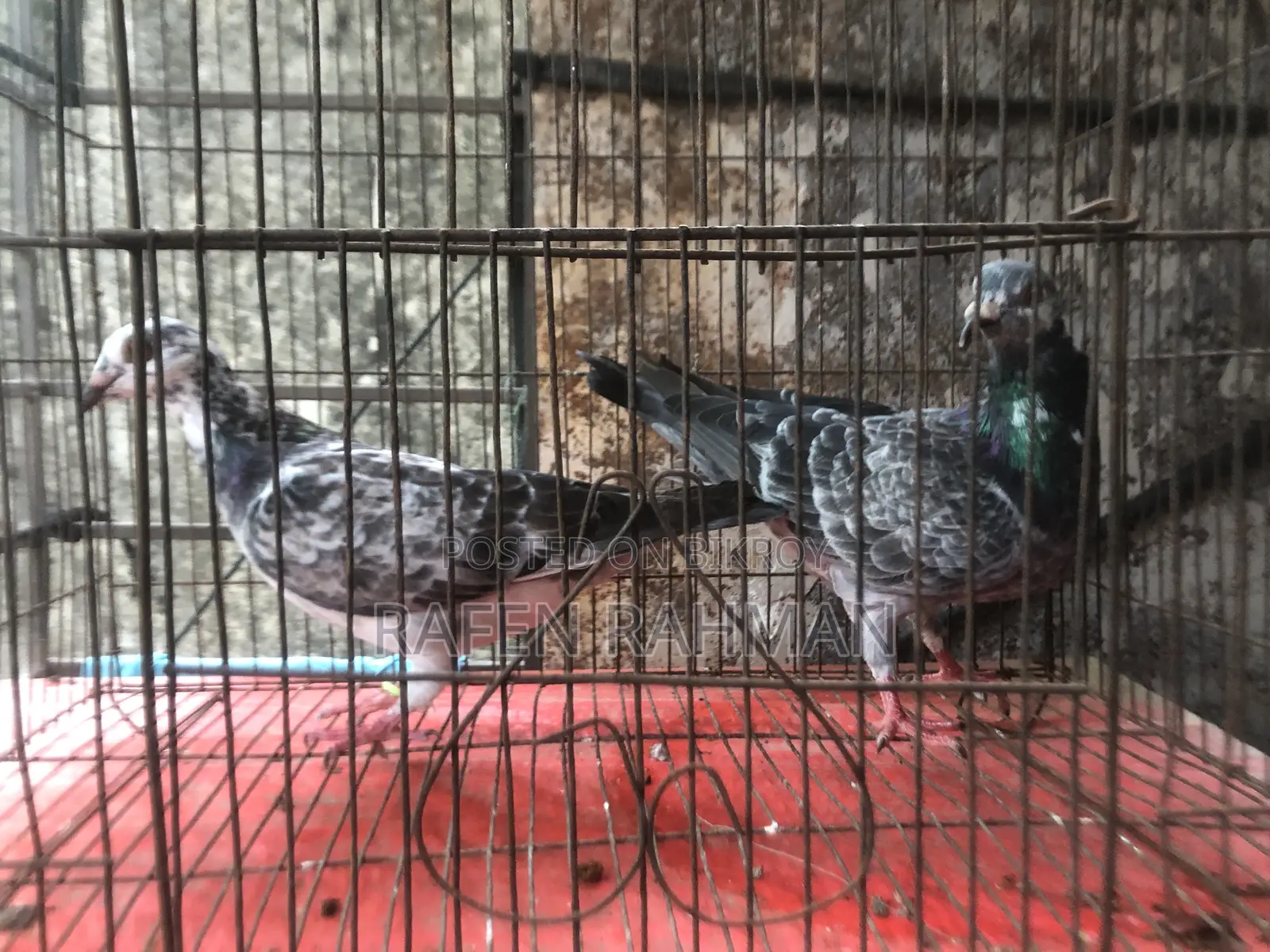 Running Pair of Pigeons