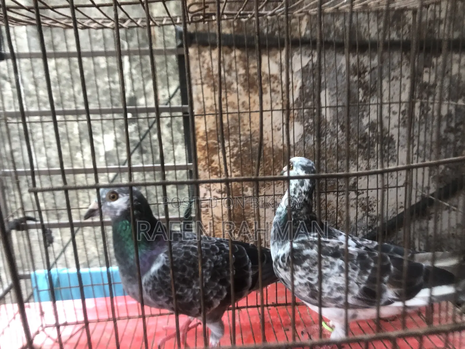 Running Pair of Pigeons
