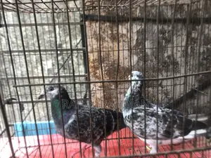 Running Pair of Pigeons