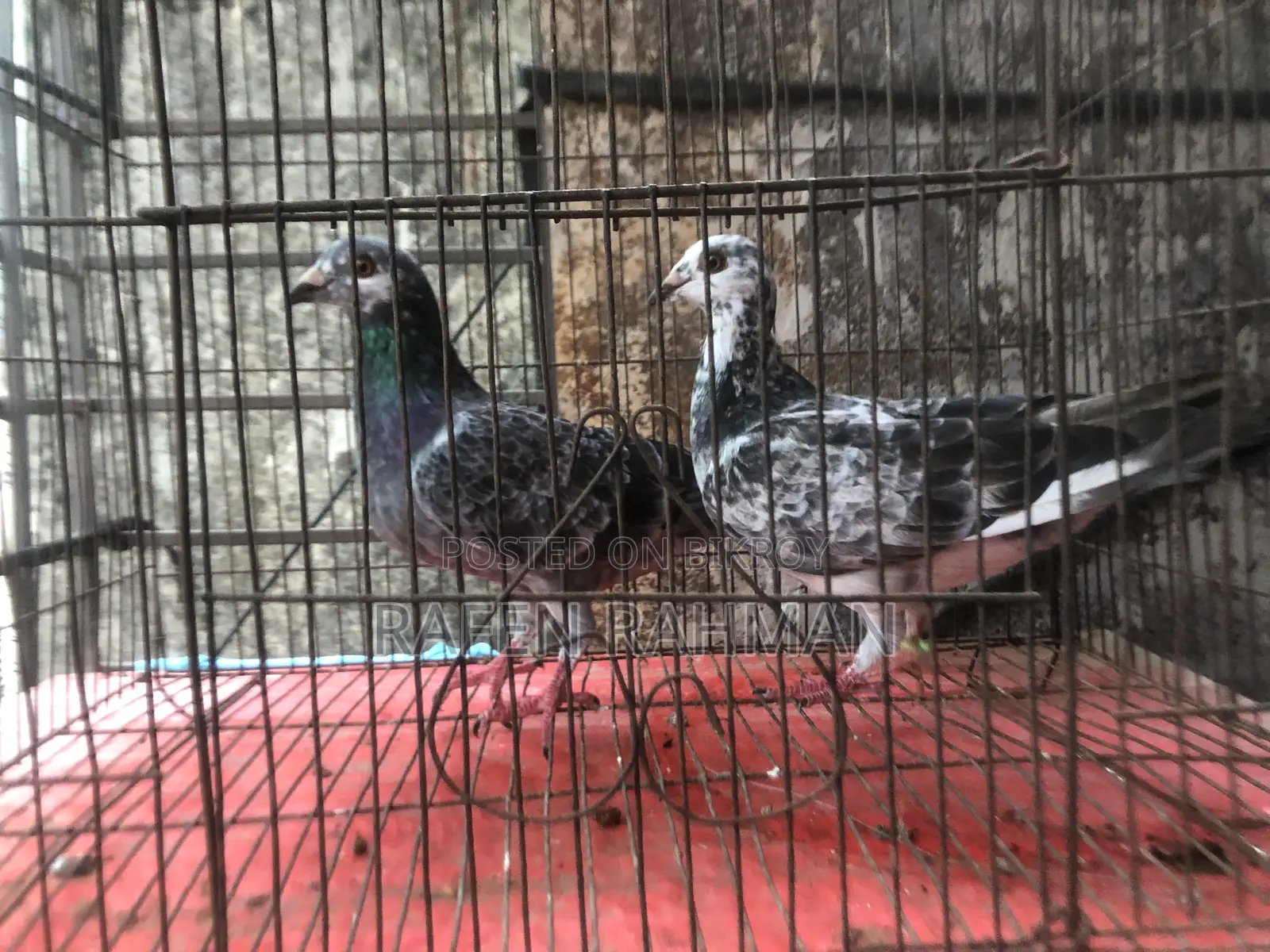 Running Pair of Pigeons