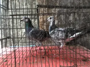 Running Pair of Pigeons