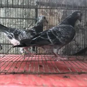 Running Pair of Pigeons