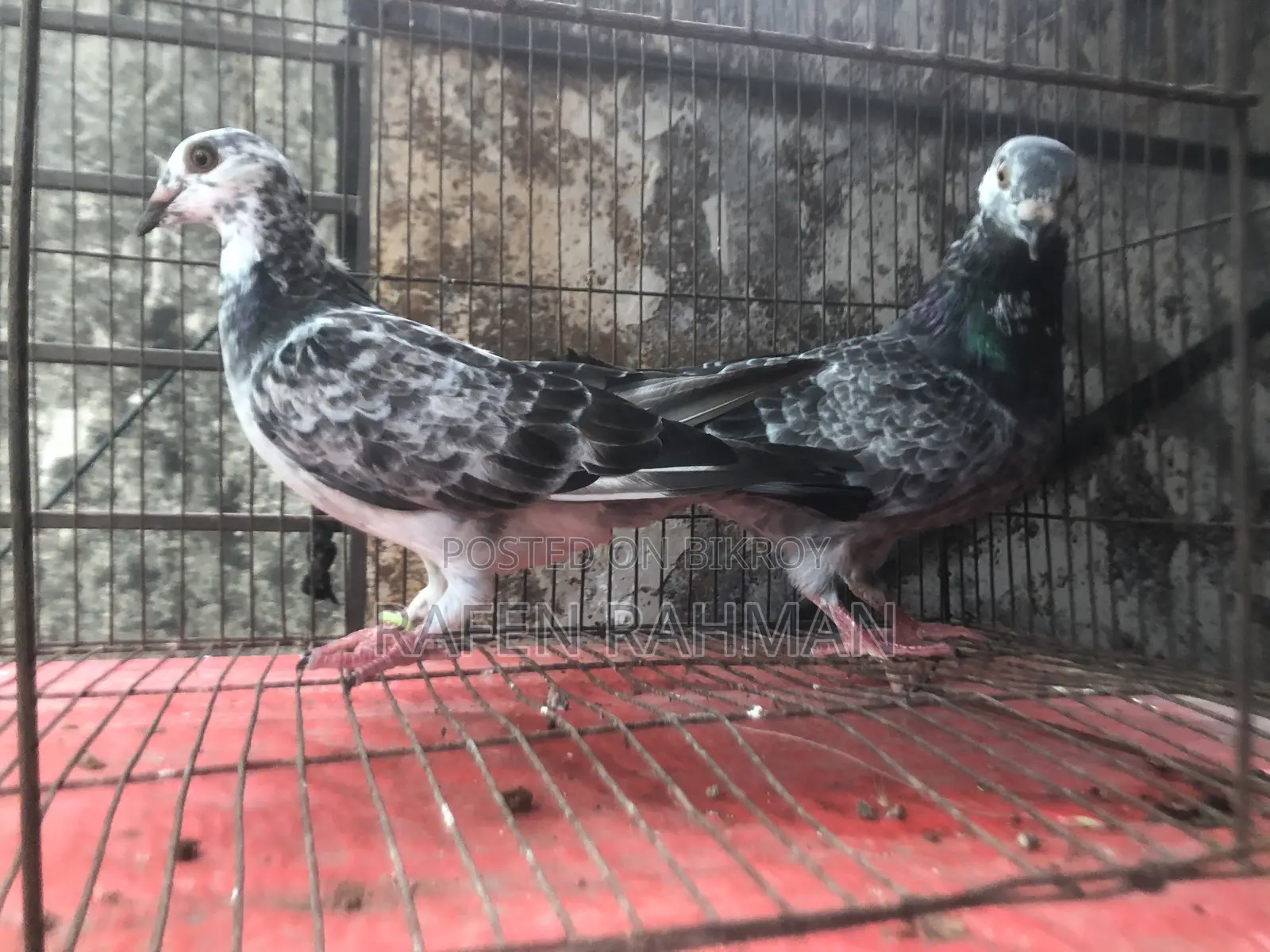 Running Pair of Pigeons