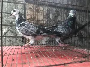 Running Pair of Pigeons