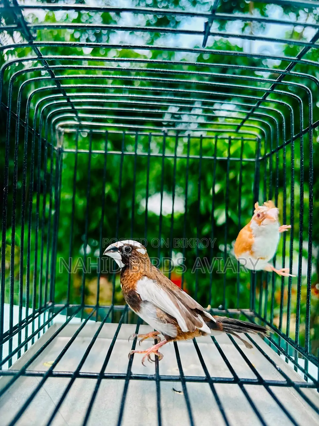 Lovebird Male Dna