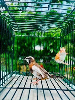 Lovebird Male Dna