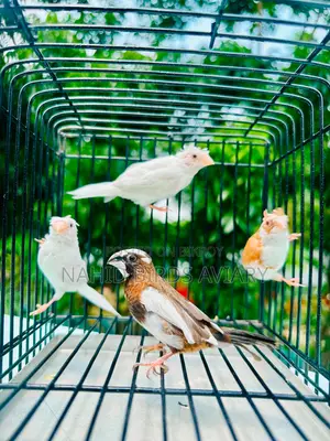 Lovebird Male Dna