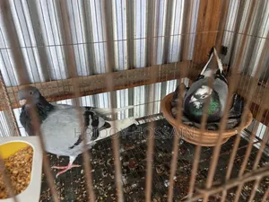 Running Racer Pigeon