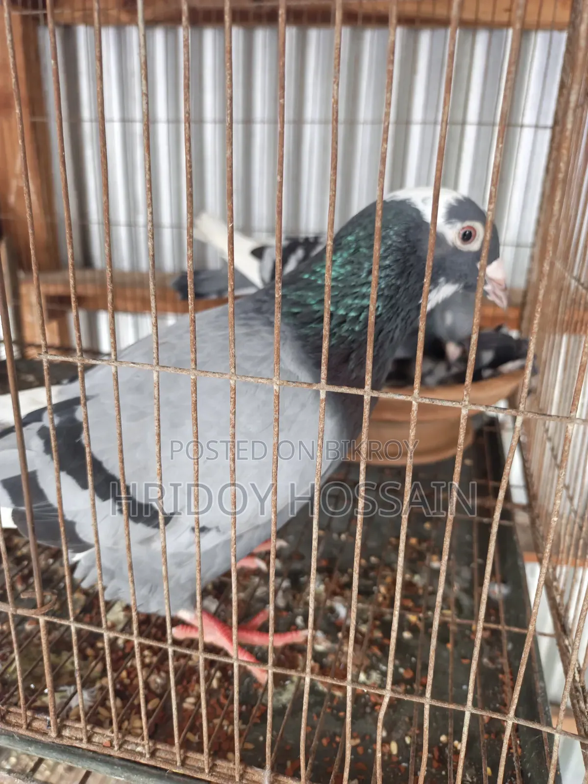 Running Racer Pigeon