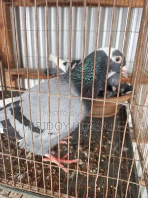 Running Racer Pigeon