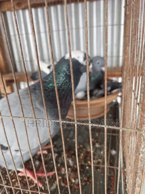 Running Racer Pigeon