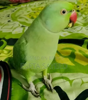 Parrot, no problems