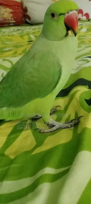 Parrot, no problems