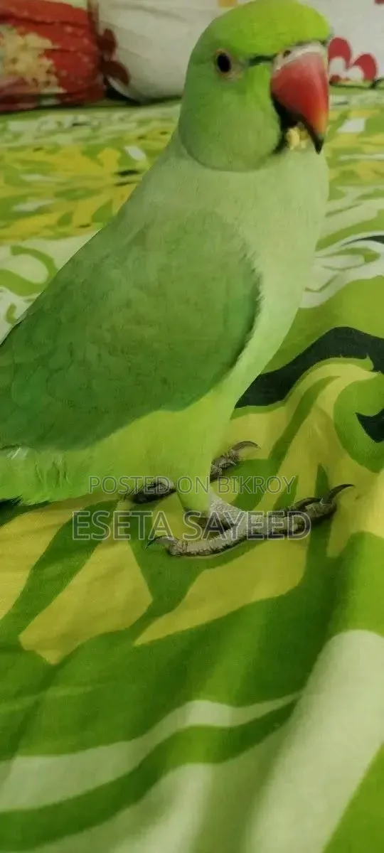 Parrot, no problems
