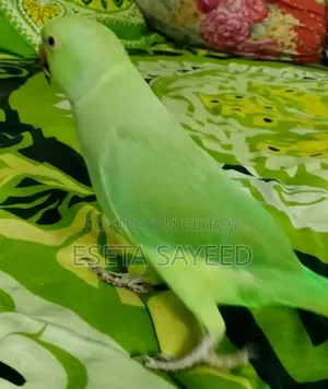 Parrot, no problems