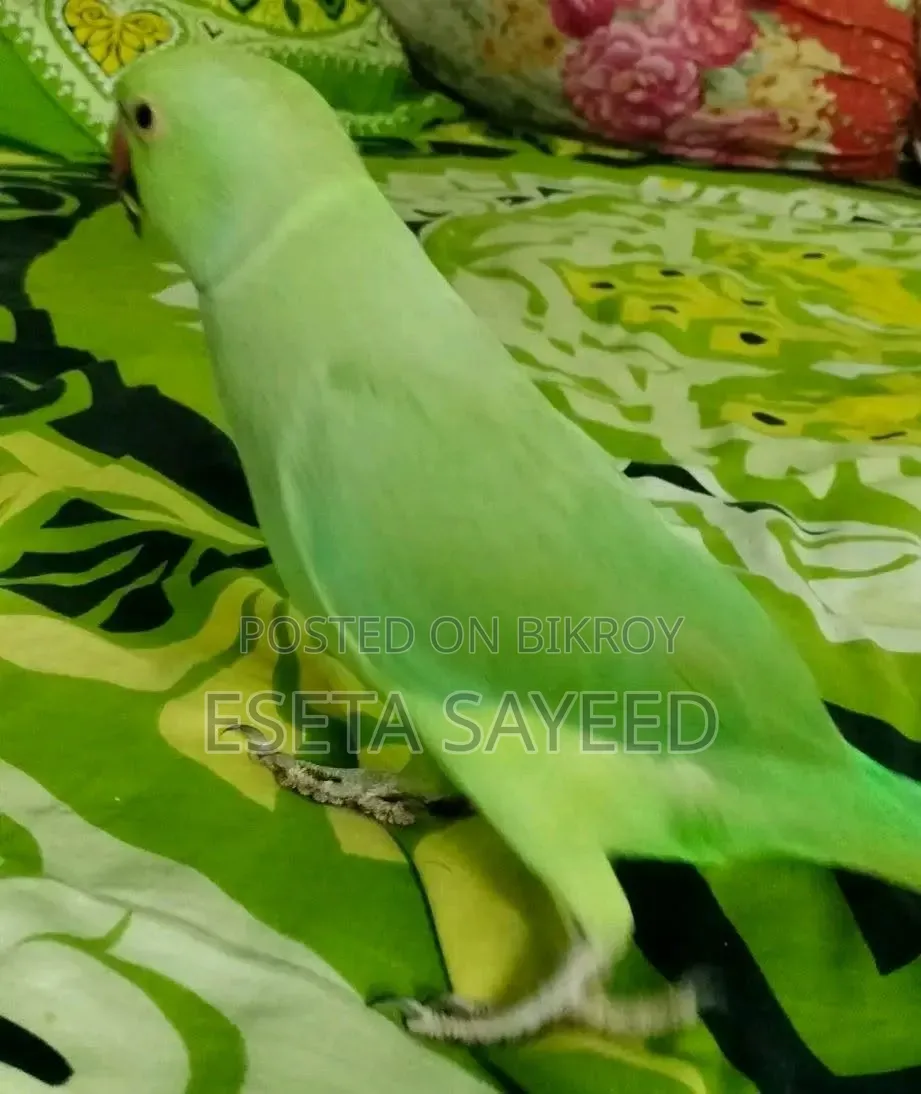 Parrot, no problems