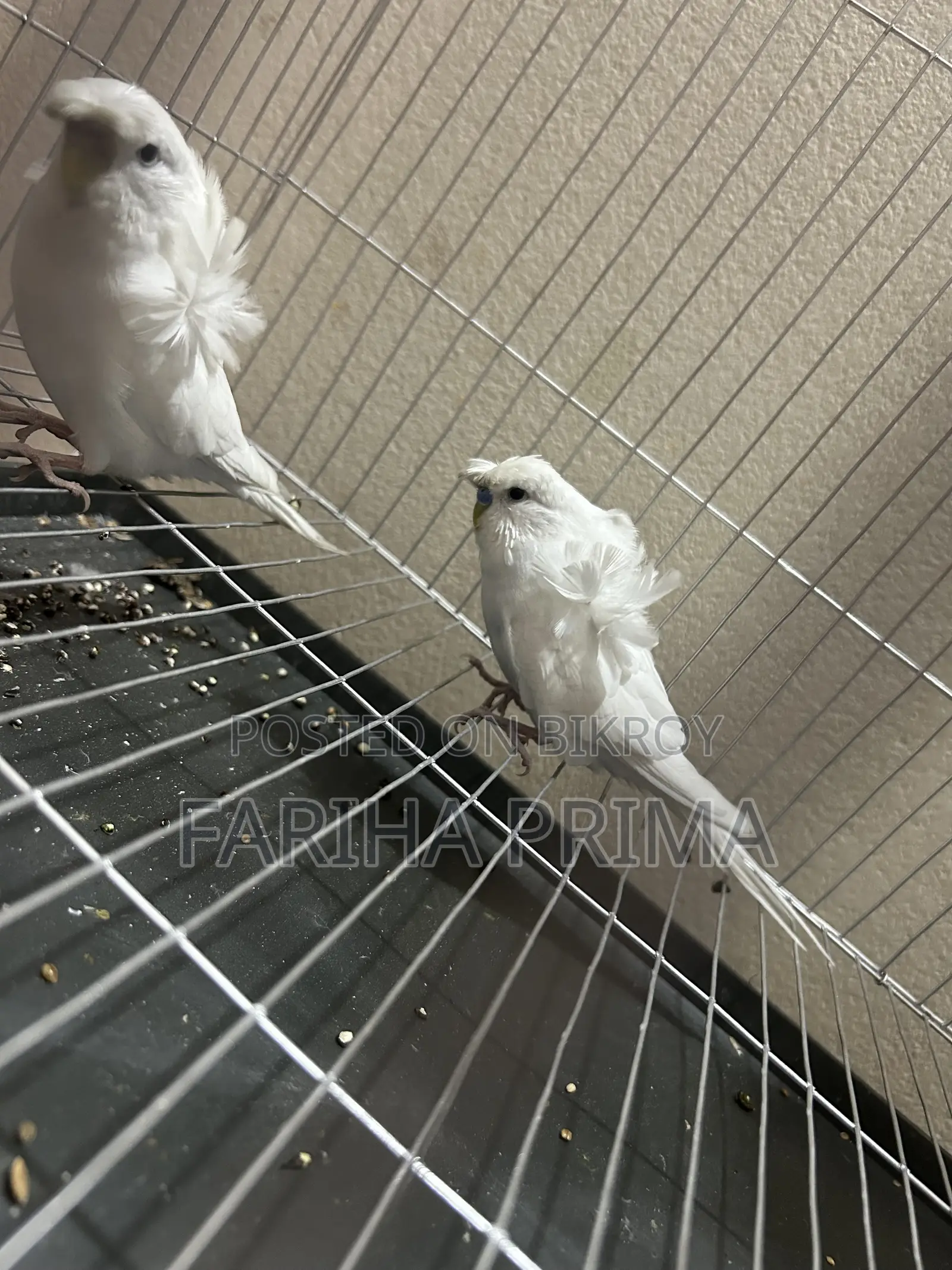 Japanese Budgerigar