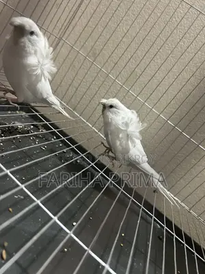Japanese Budgerigar