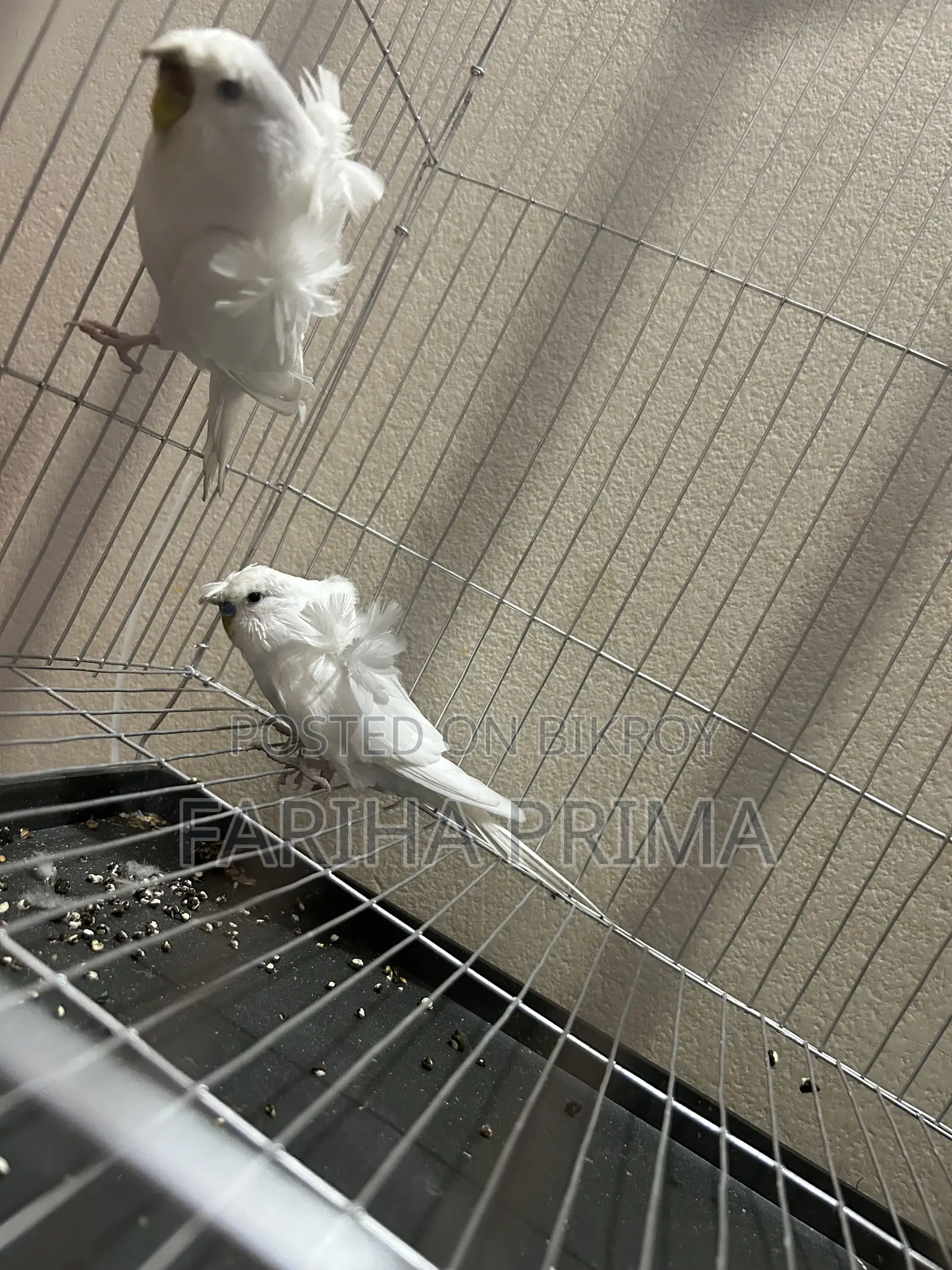 Japanese Budgerigar