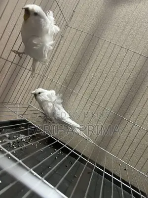 Japanese Budgerigar