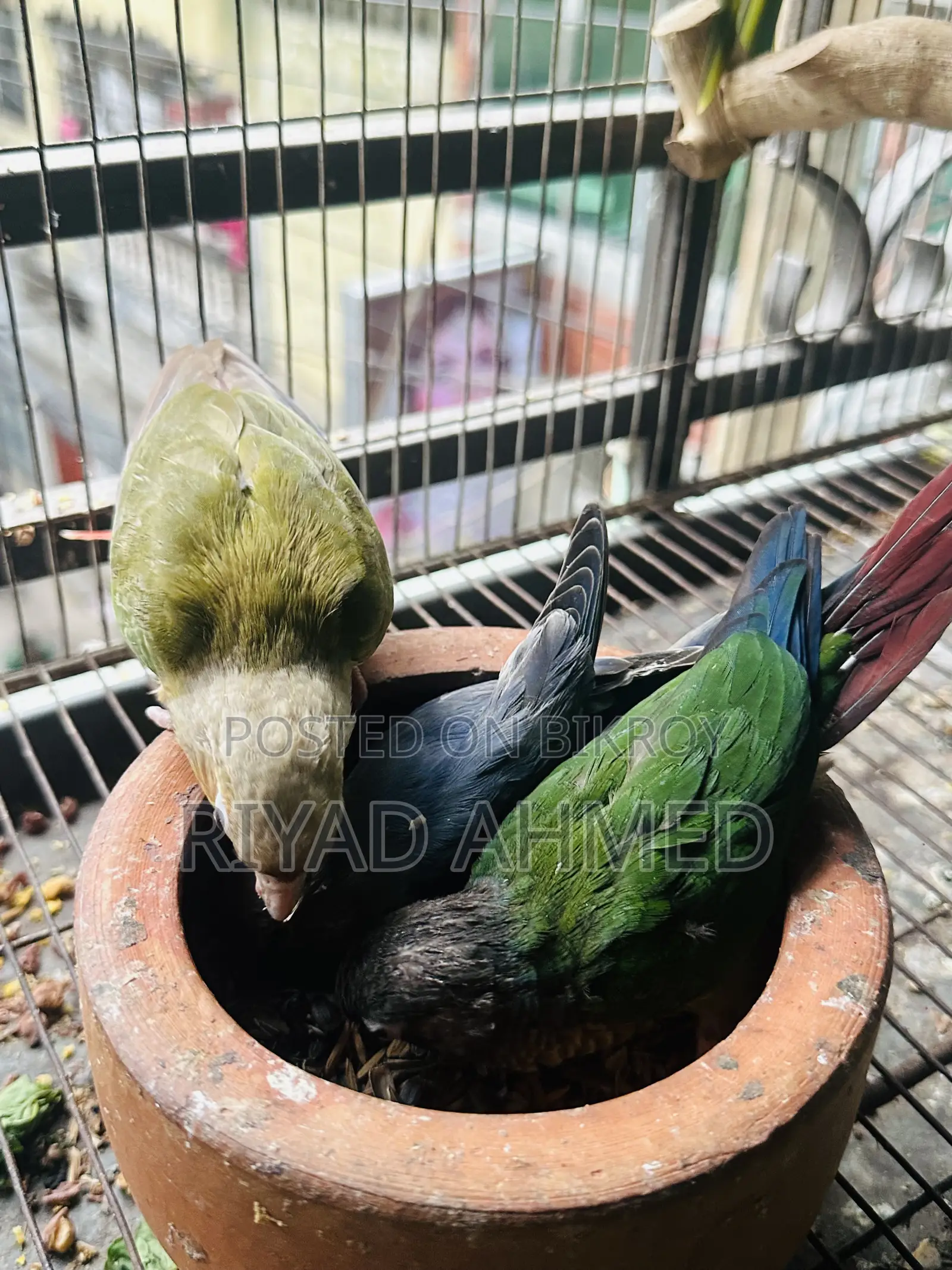 Ringneck Or Conure