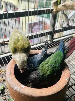 Ringneck Or Conure