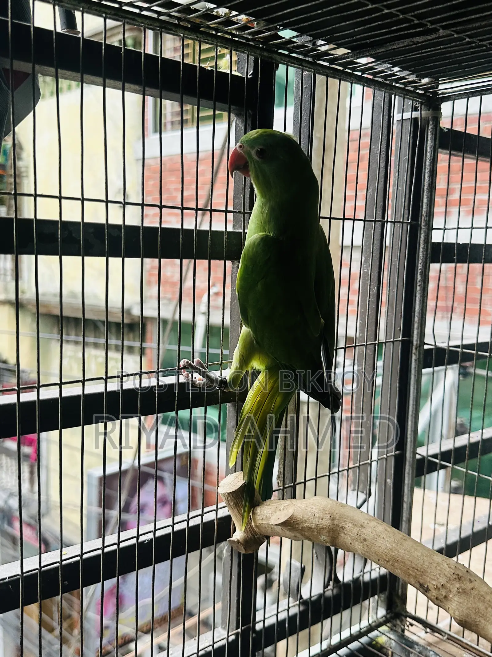 Ringneck Or Conure
