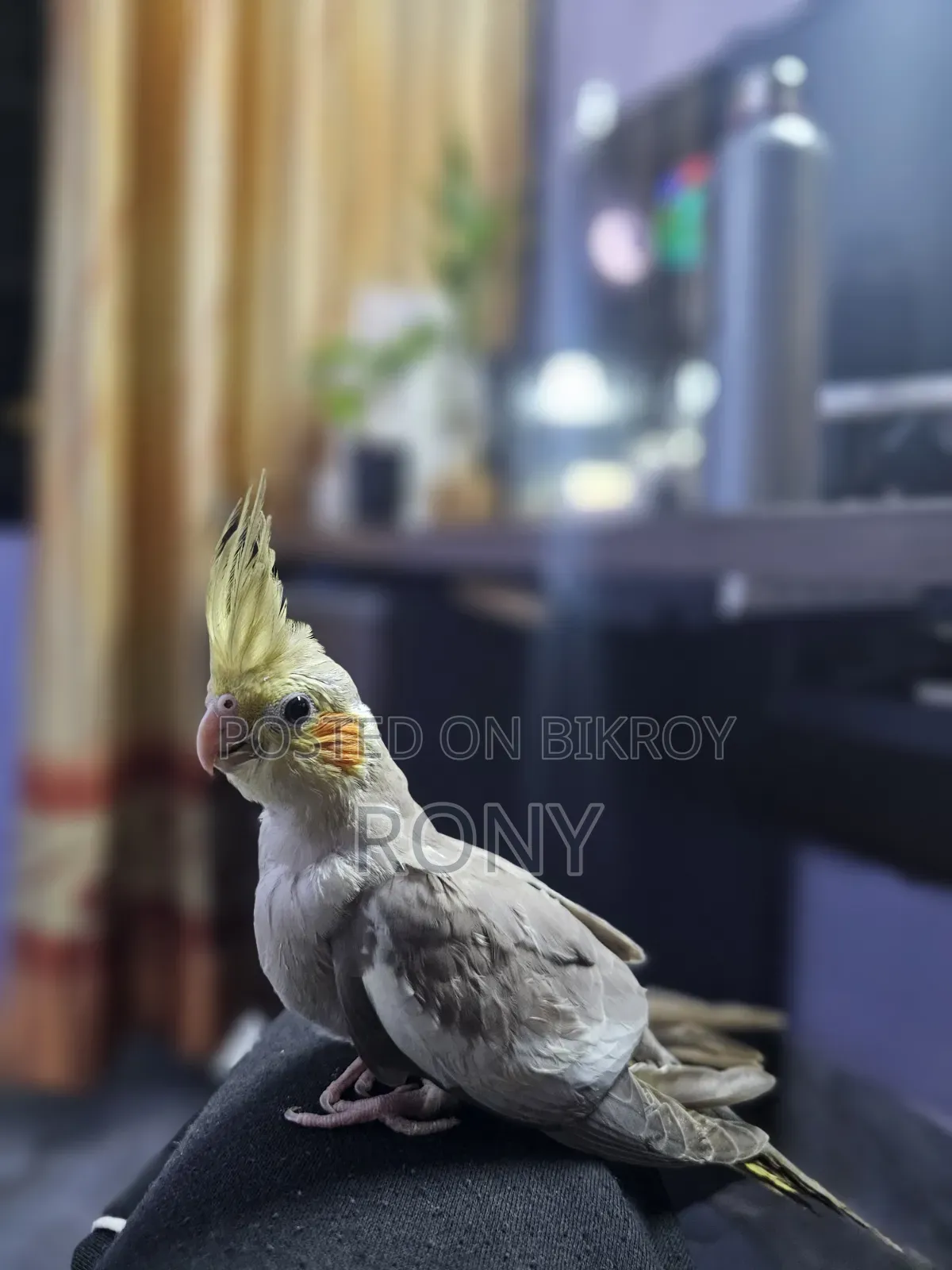 Tame Cockatiel