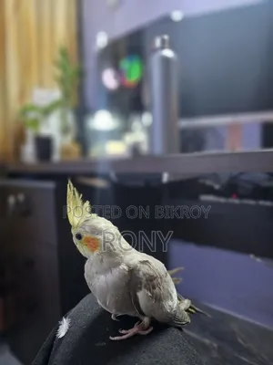 Tame Cockatiel