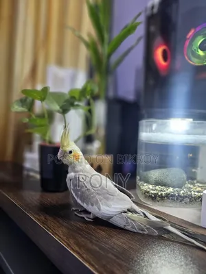 Tame Cockatiel