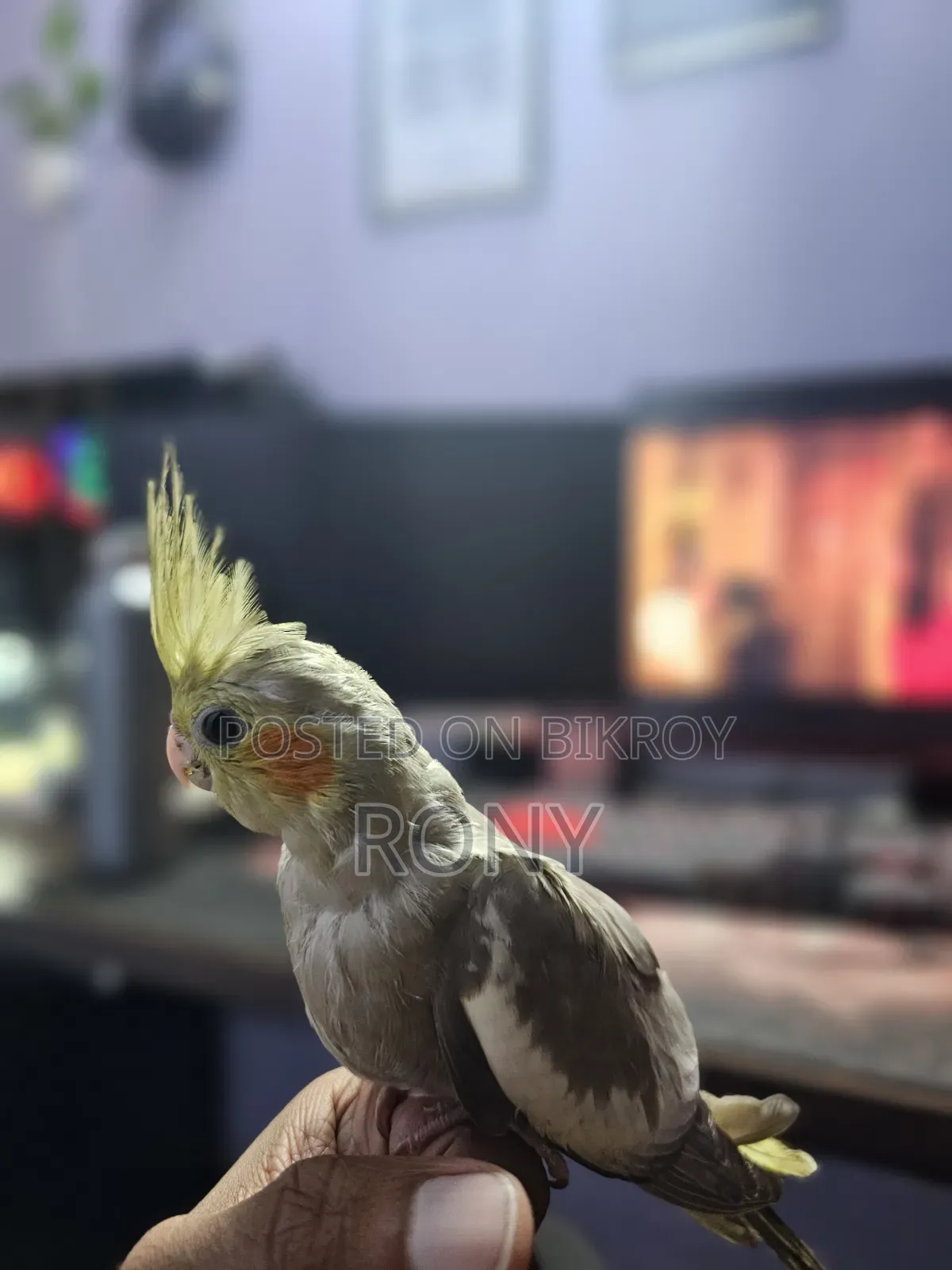 Tame Cockatiel