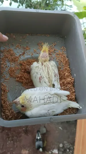 1 Cockatiel baby 1 pair running ring neck