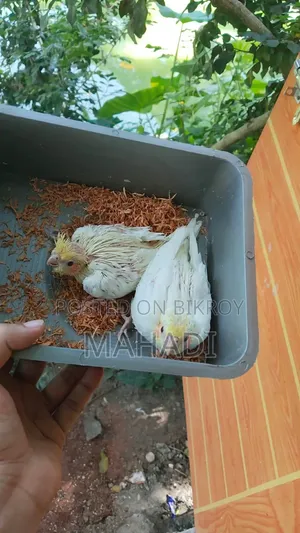 1 Cockatiel baby 1 pair running ring neck