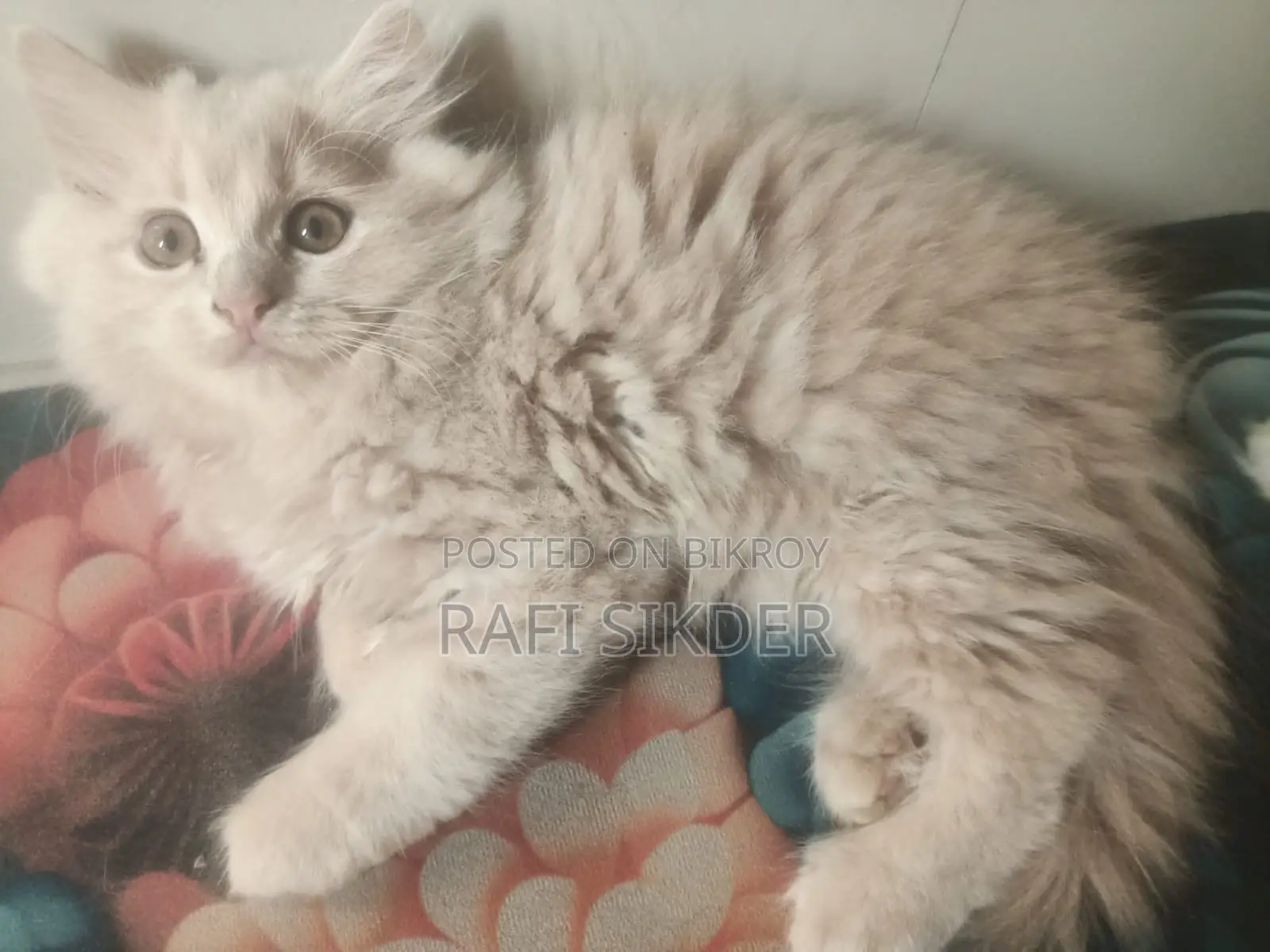 1-3 Months Female Mixed Breed Persian