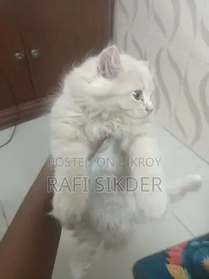 1-3 Months Female Mixed Breed Persian