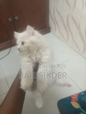 1-3 Months Female Mixed Breed Persian
