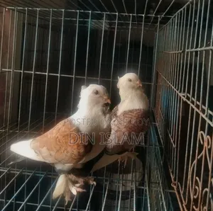 Jhorna Satin Pigeon (1 pair) – Healthy and high quality