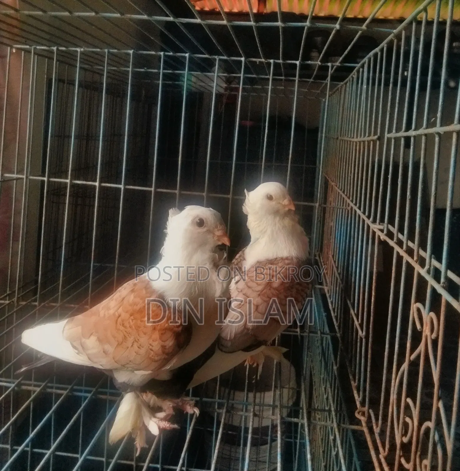 Jhorna Satin Pigeon (1 pair) – Healthy and high quality