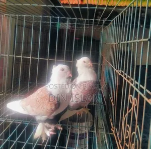 Jhorna Satin Pigeon (1 pair) – Healthy and high quality
