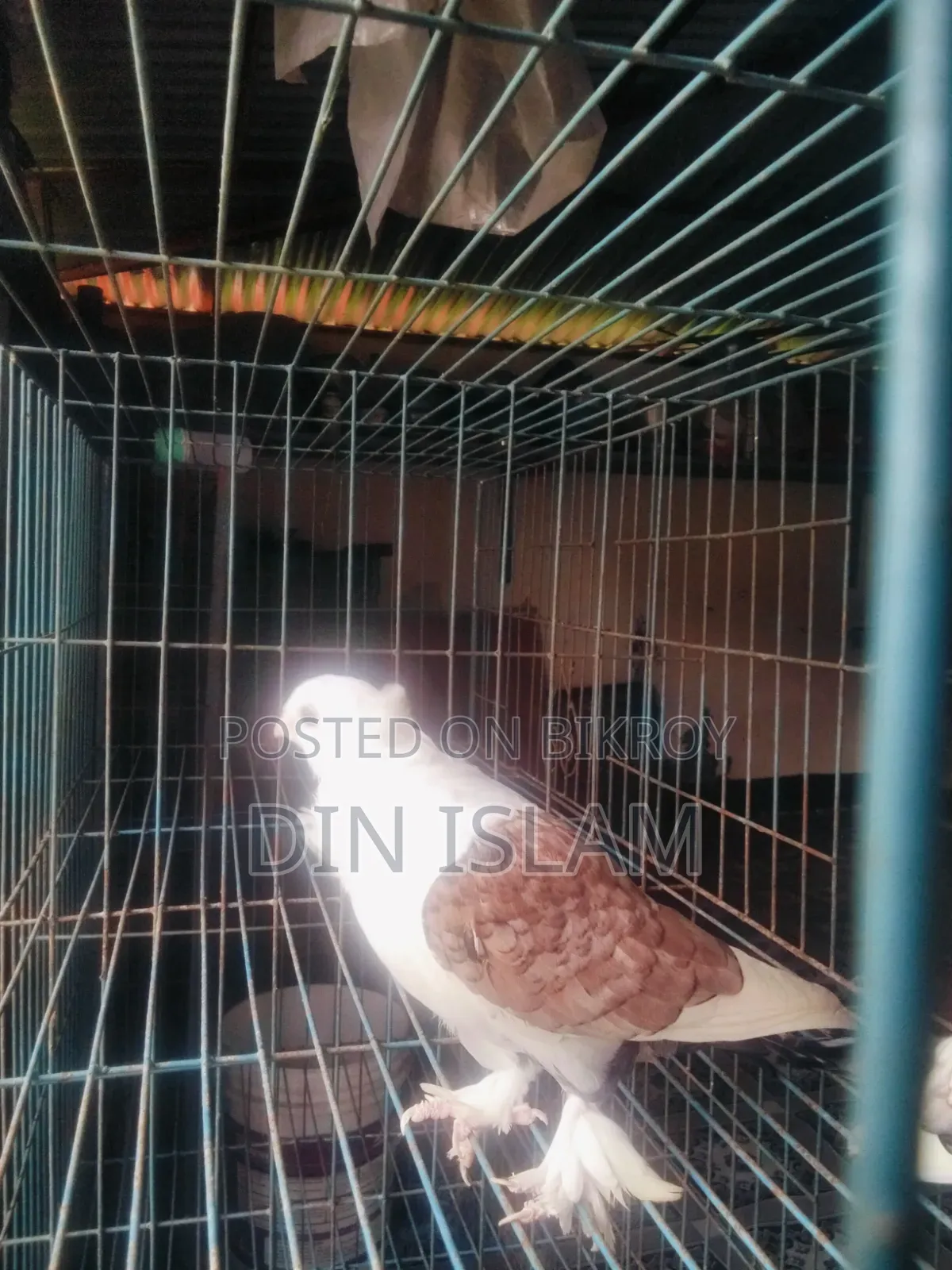Jhorna Satin Pigeon (1 pair) – Healthy and high quality