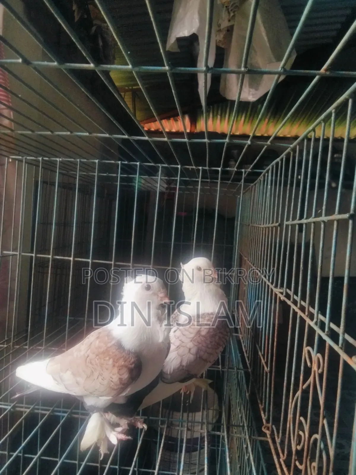 Jhorna Satin Pigeon (1 pair) – Healthy and high quality