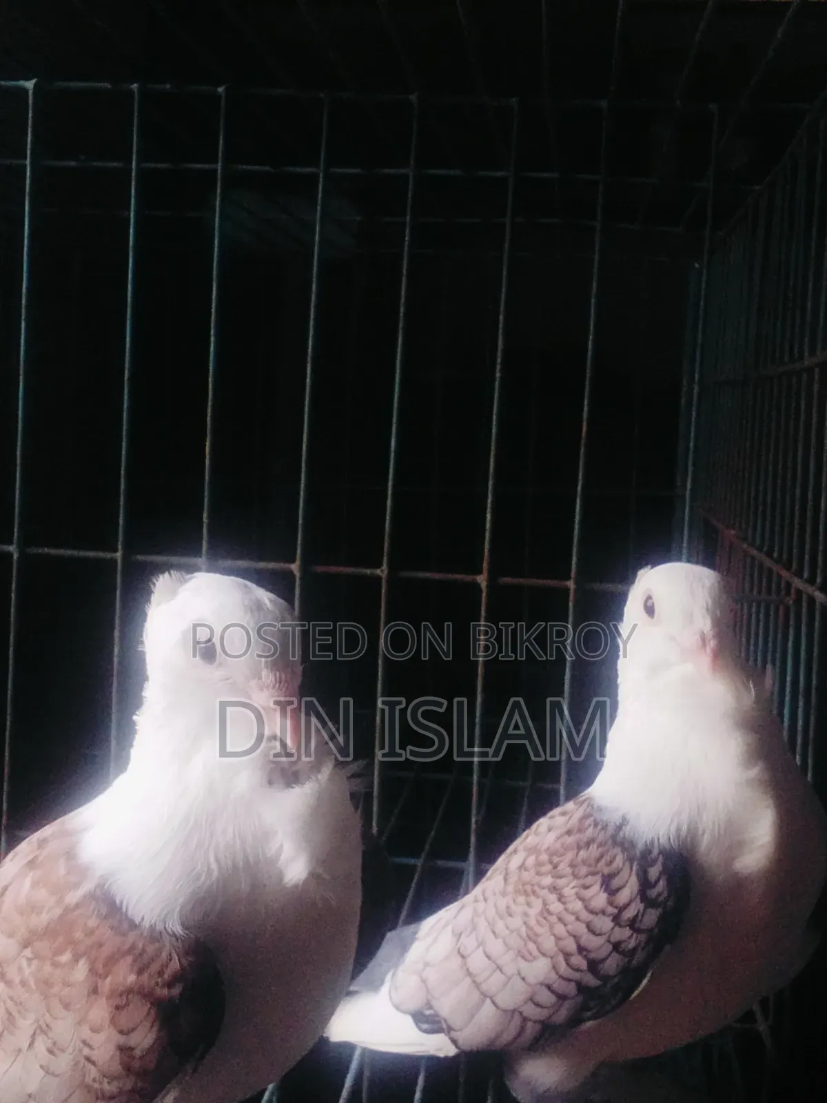 Jhorna Satin Pigeon (1 pair) – Healthy and high quality