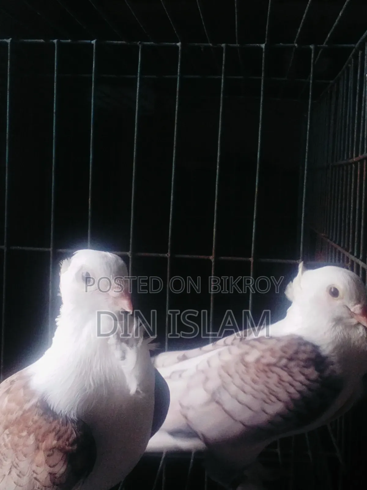 Jhorna Satin Pigeon (1 pair) – Healthy and high quality