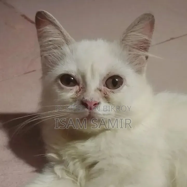3-6 months Female Purebred Persian
