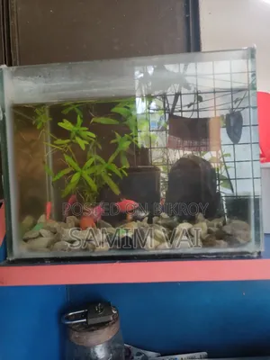 Glo And Gappi fish