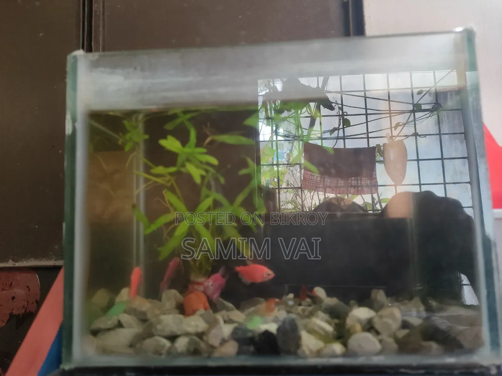 Glo And Gappi fish