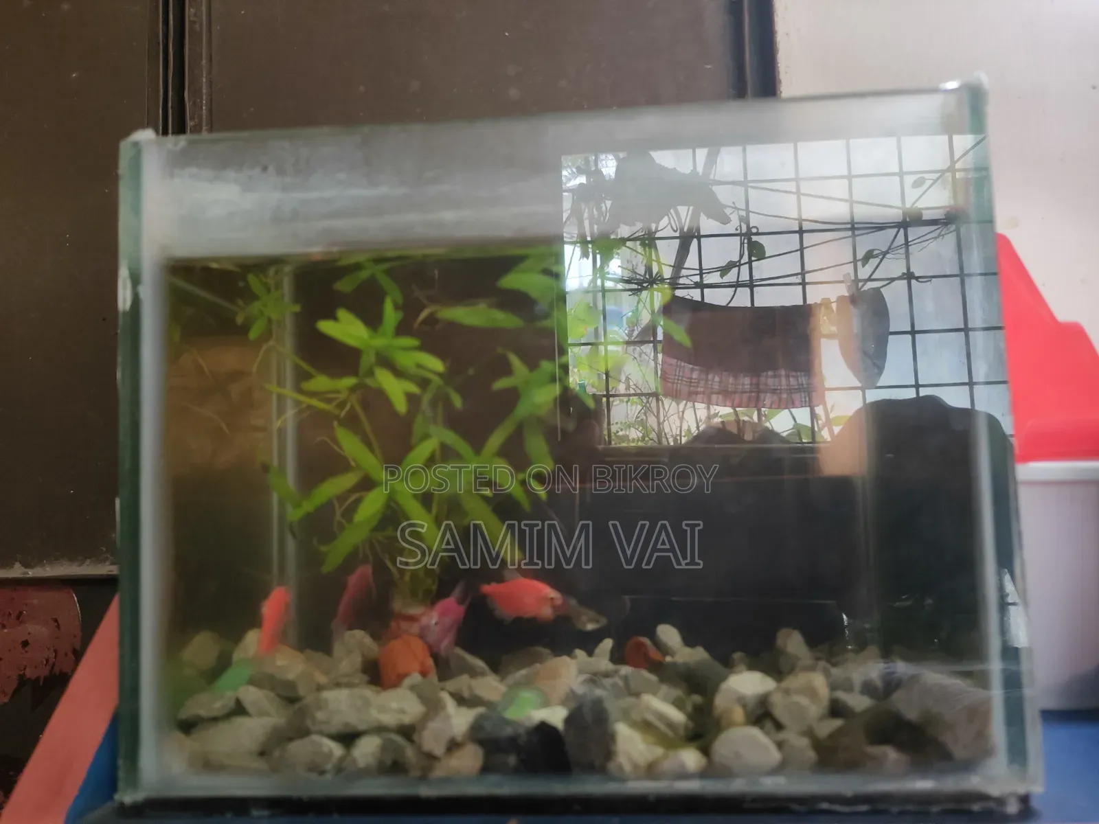 Glo And Gappi fish