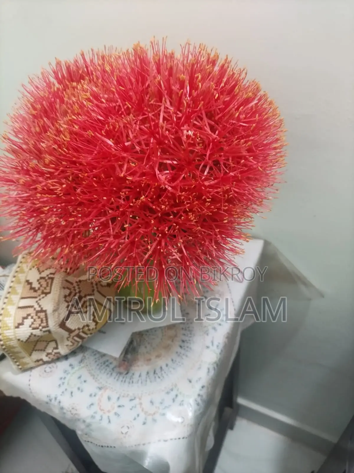 May Flower Plant