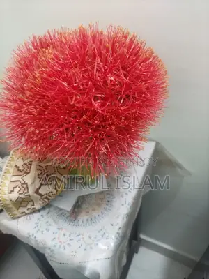 May Flower Plant