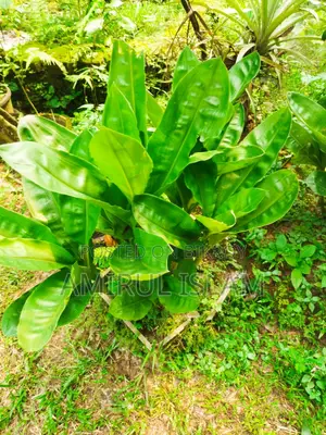 May Flower Plant